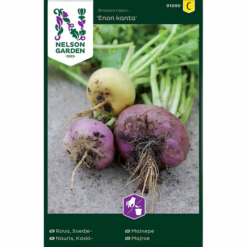 Majroe , Enon kanta 'Enon kanta'