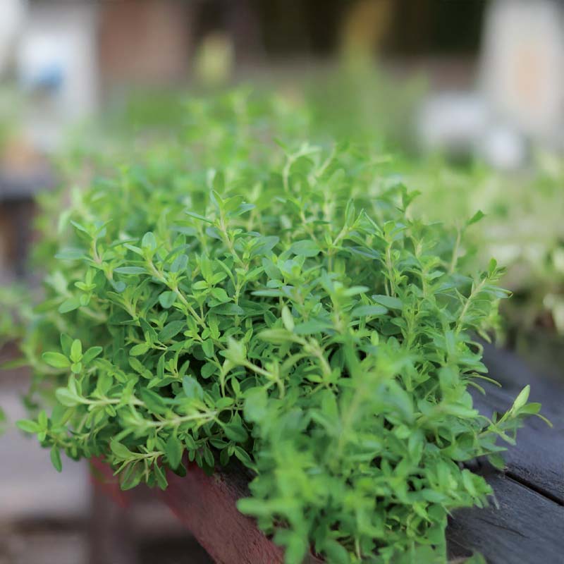 Vintertimian 'German Winter'