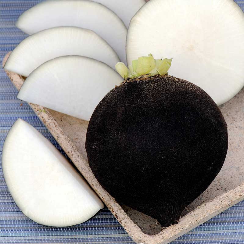 Sort radise 'Ronde Zwarte'