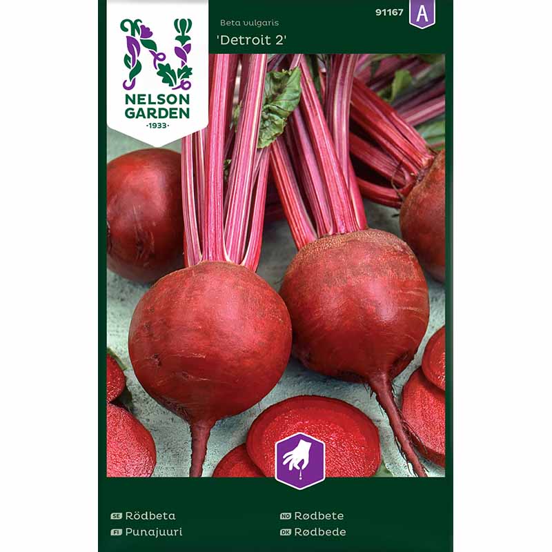 Rødbede 'Detroit 2'