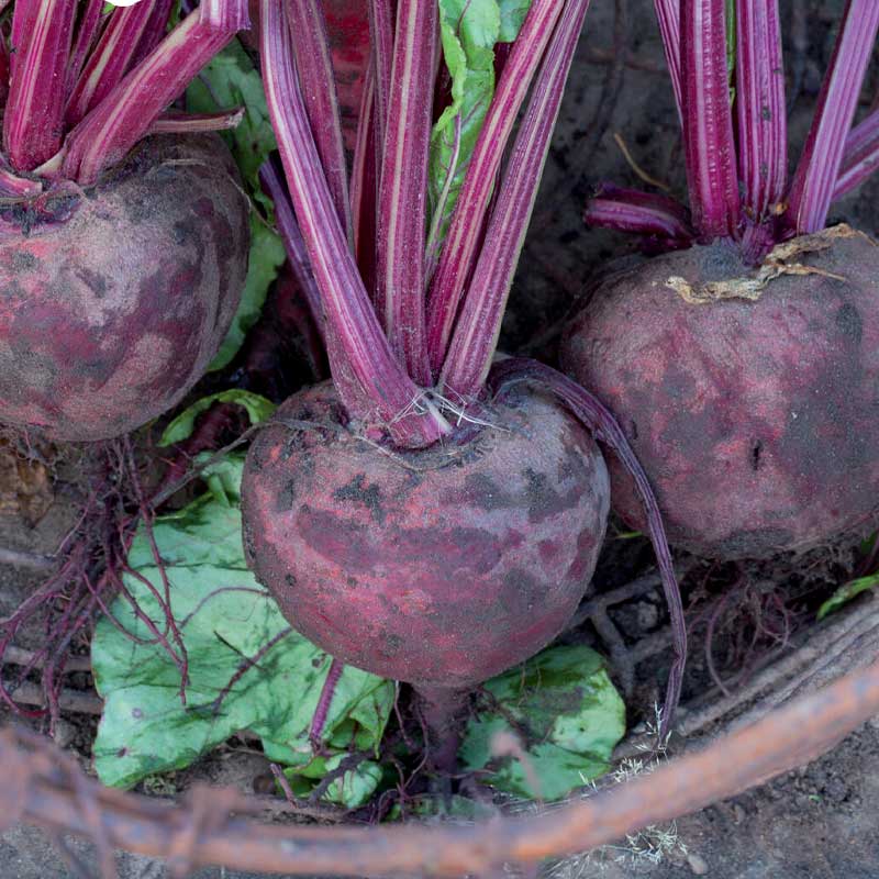 Beetroot 'Detroit 2'
