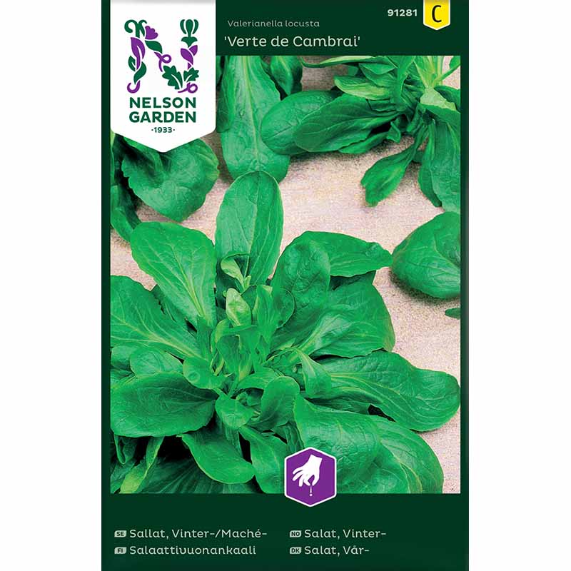Vårsalat / Mache sallat 'Vert de Cambrai'