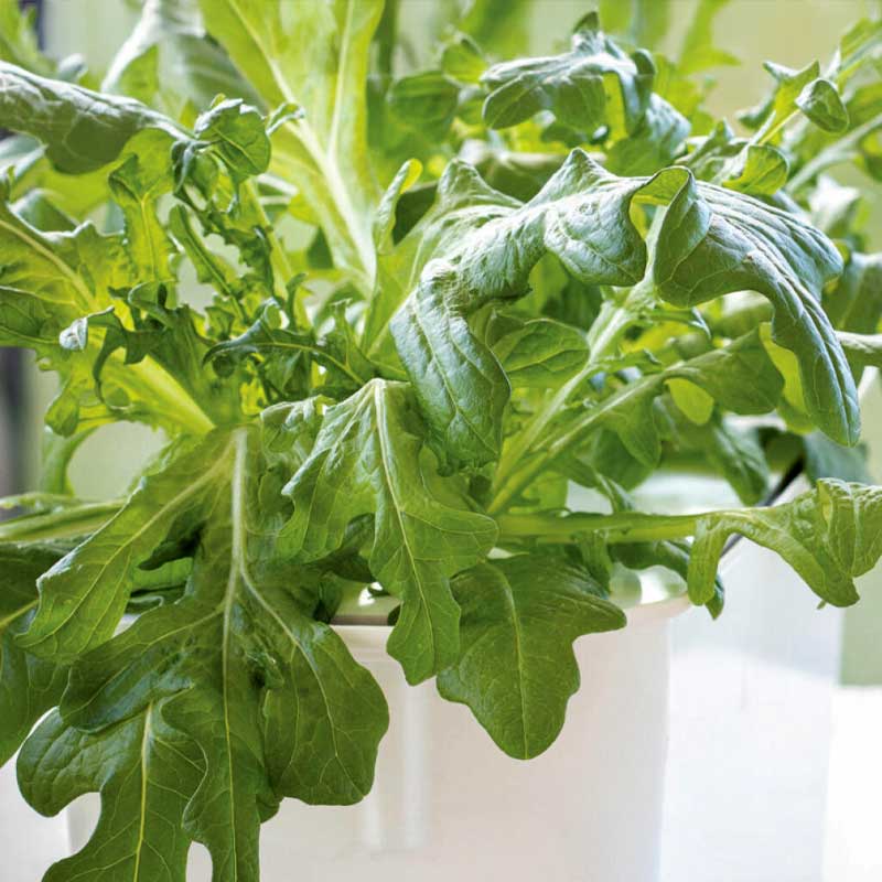 Pluksalat 'Cerbiatta' - Harvy