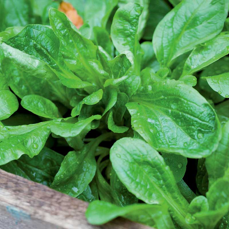 Vintersalat hvid Organic