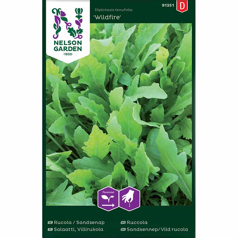 Sandsennep / Vild rucola 'Wildfire'