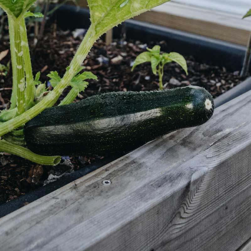 Squash / Sommersquash 'Diamant' F1