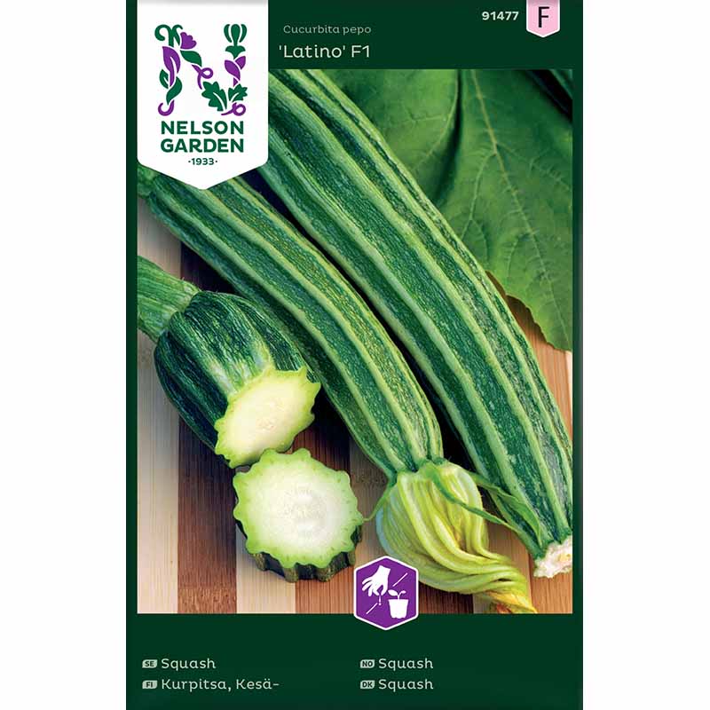 Squash 'Latino' F1