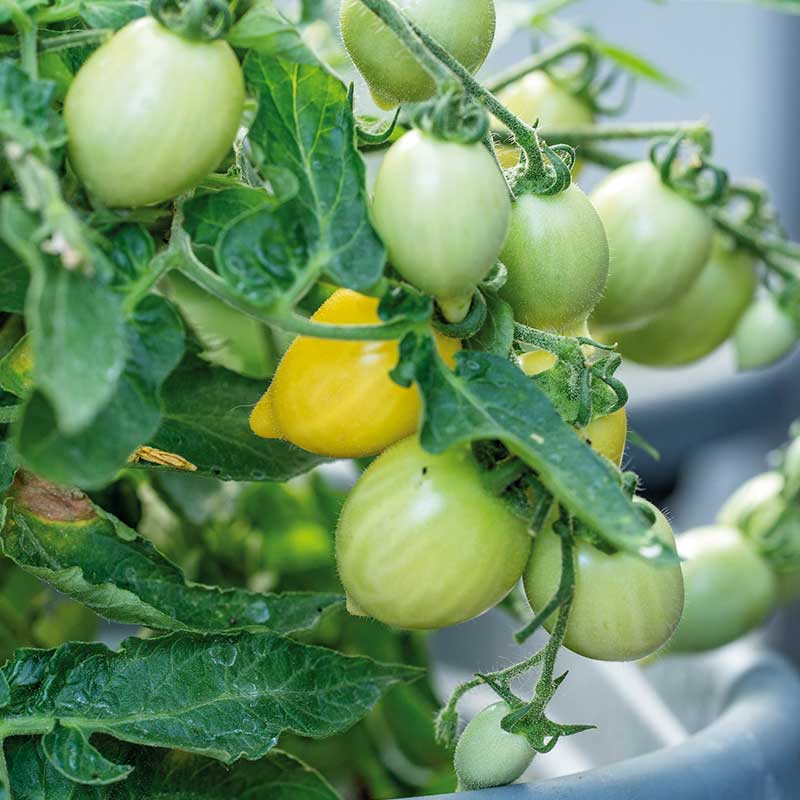 Tomato 'Funnyplums Creamy Yellow' F1