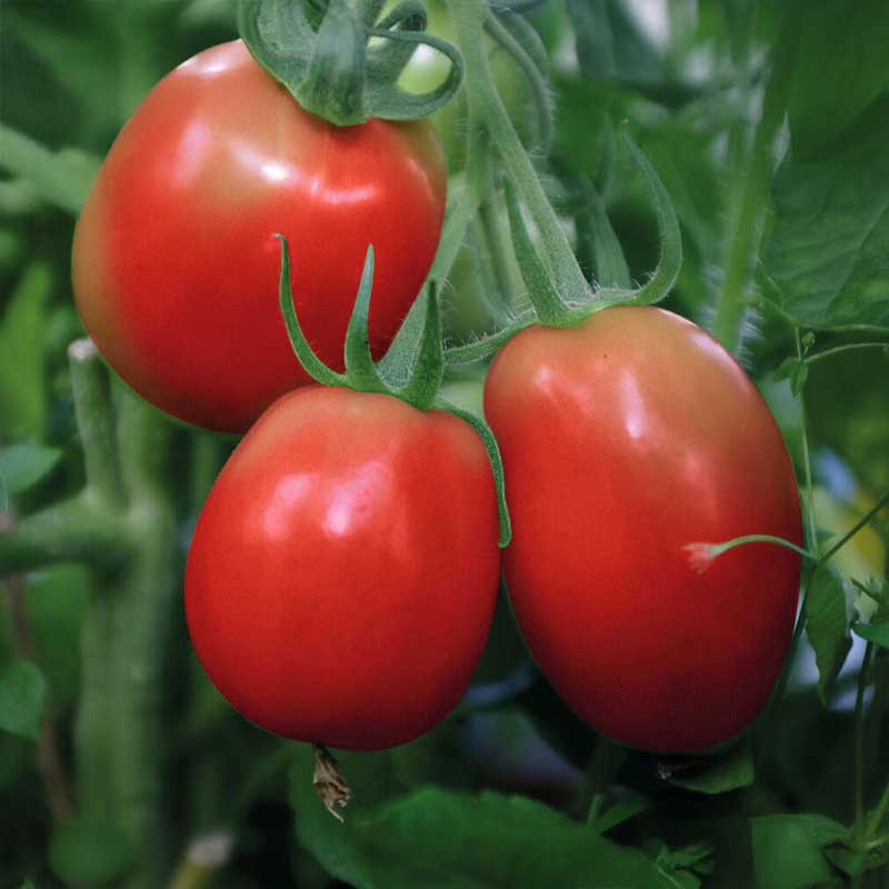 Busktomat 'Rio Grande'