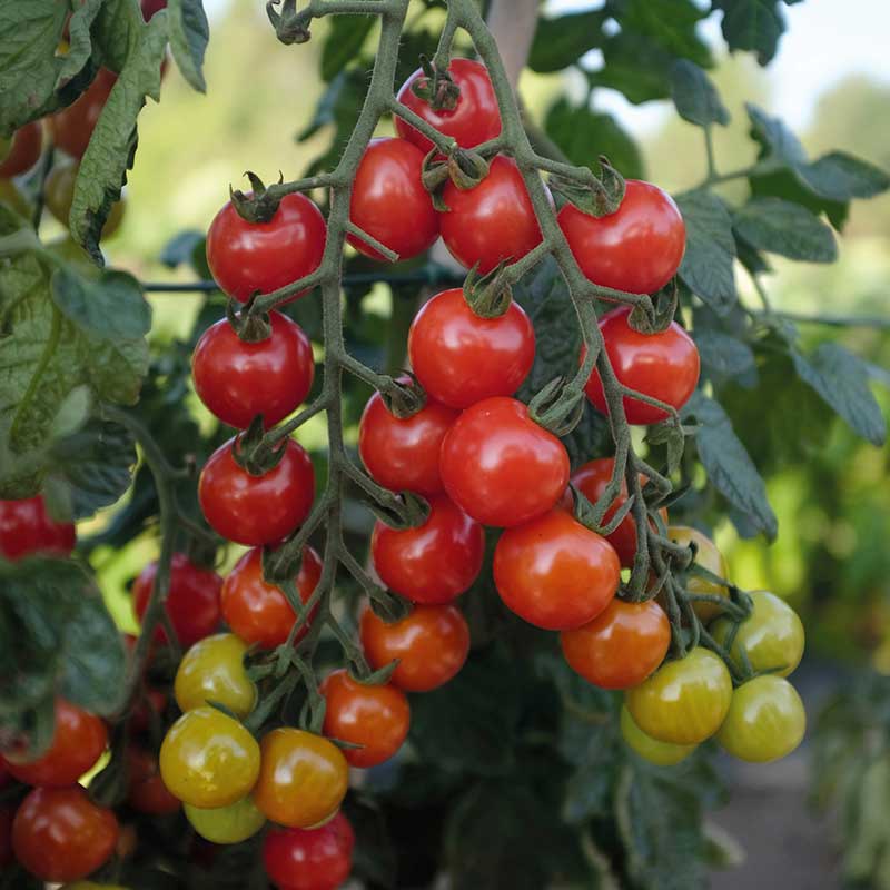 Tomat 'Rubylicious' F1