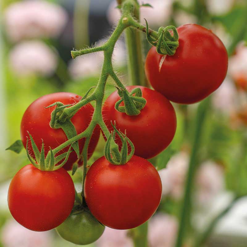 Tomat 'Cocktail Crush' F1