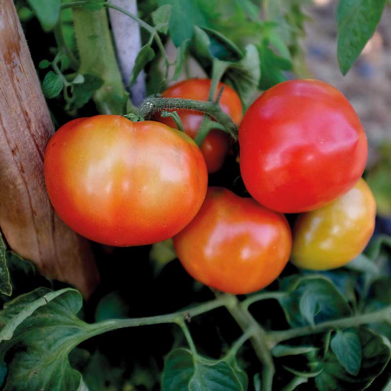 Tomat 'Oh Happy Day' F1