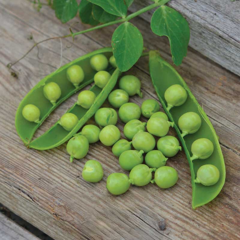 Marvært 'Kelwedon Wonder' Økologisk