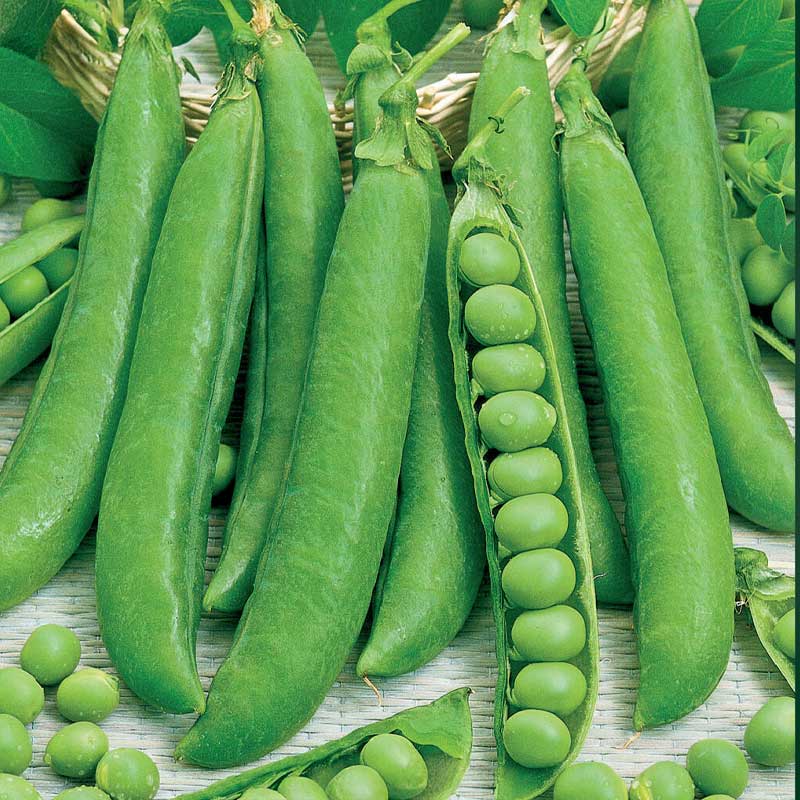 Sprit ärt, låg Meteor