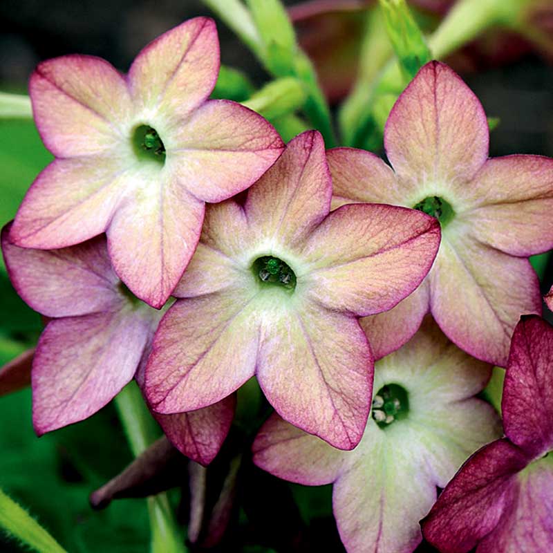 Pryd-tobak 'Avalon Lime/Purple Bicolour F1'