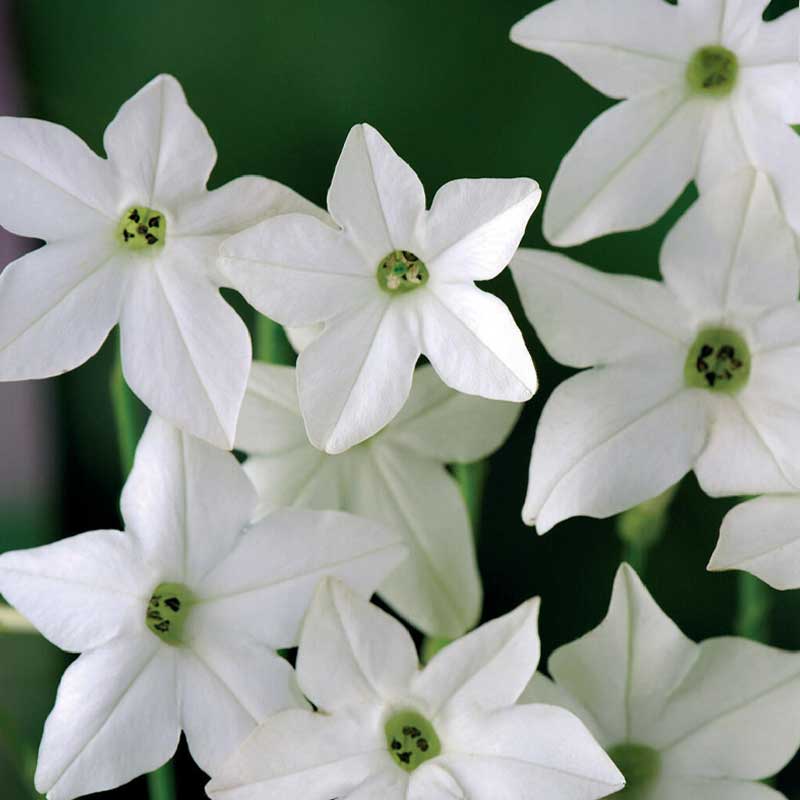 Stor prydtobak 'Grandiflora'