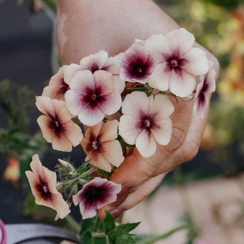 Sommerfloks 'Cherry Caramel'