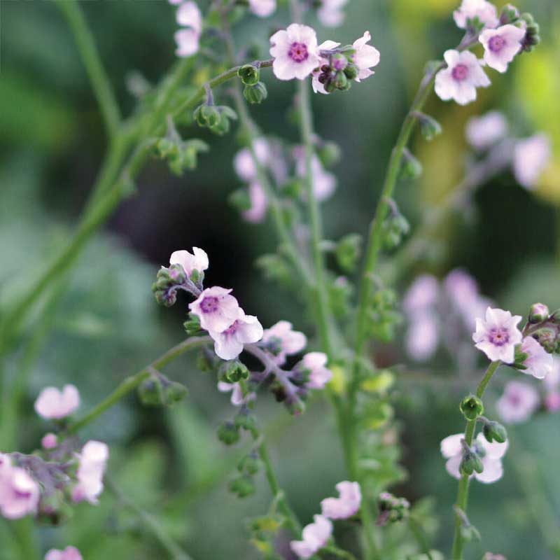 Kinesisk Forglemmigej 'Mystery Rose'