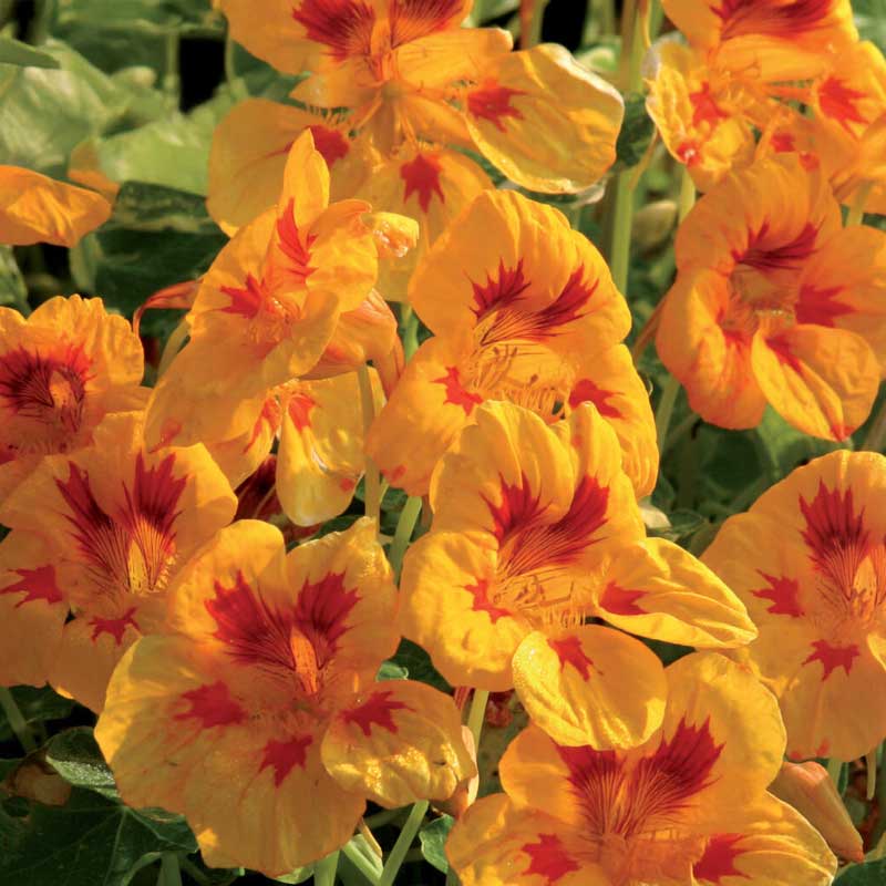 Klatrekarse 'Yellow Troika'