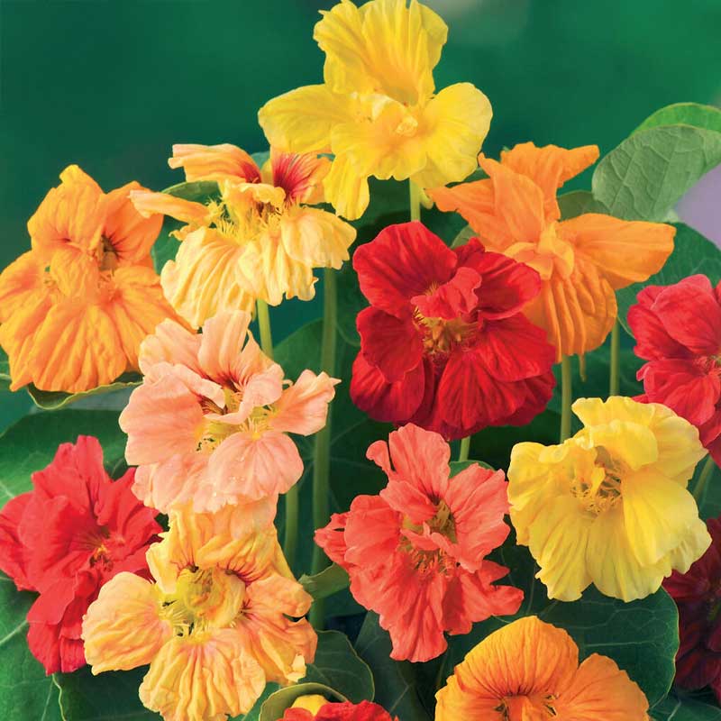 Slyngkarse 'Glorius Gleam'