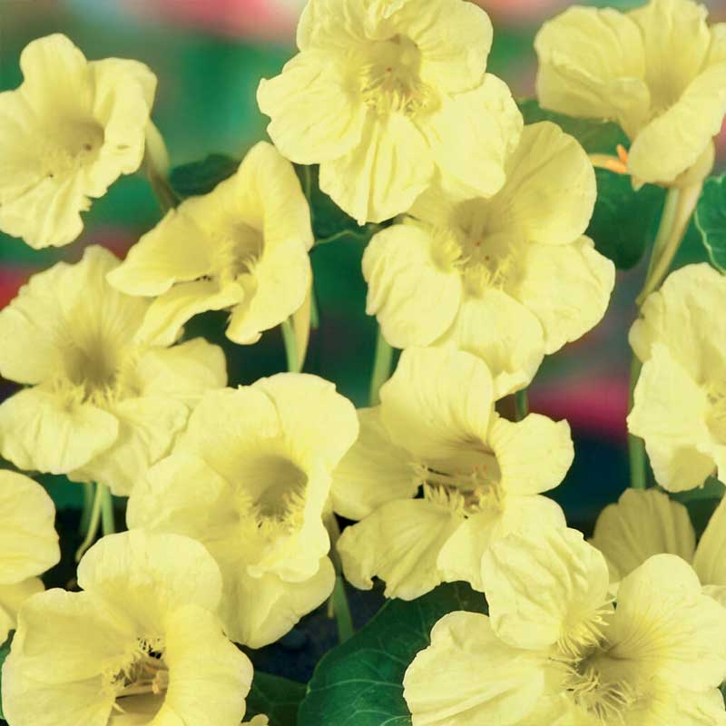 Slyngkarse 'Milkmaid'