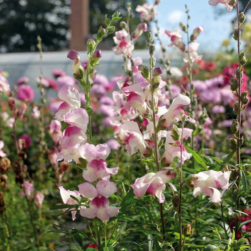 Løvemund 'Lucky Lips'