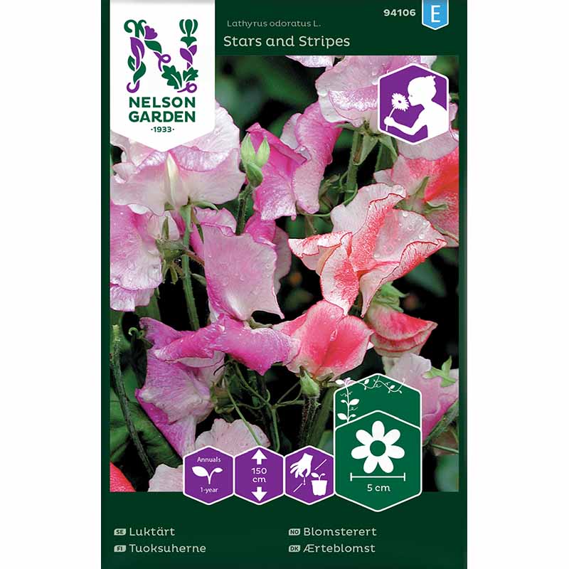 Ærteblomst 'Stars and Stripes'