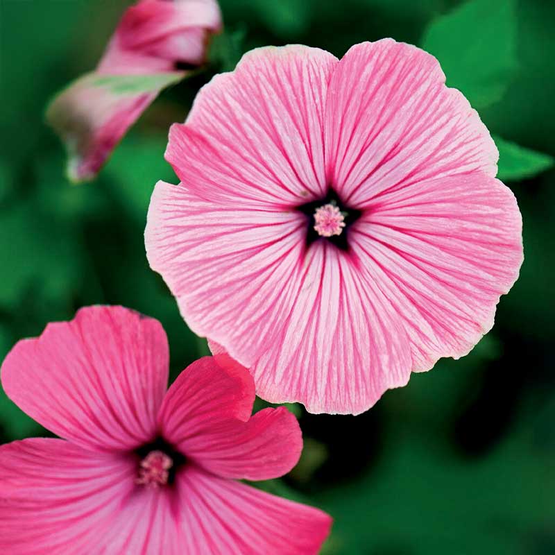 Sommmerstokrose 'Silver Cup'