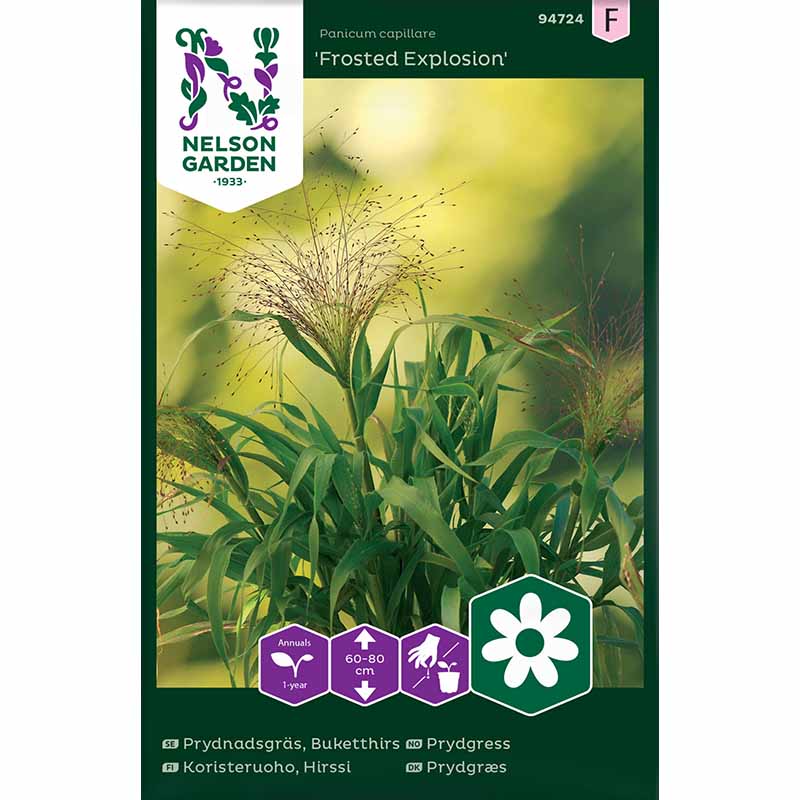Prydningsgræs 'Frosted Explosion'