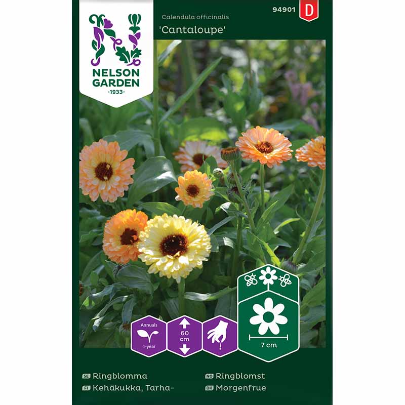 Morgenfrue 'Cantaloupe'