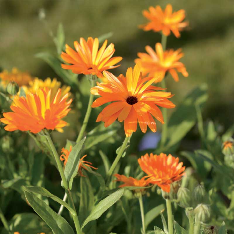 Morgenfrue blandede farver Organic