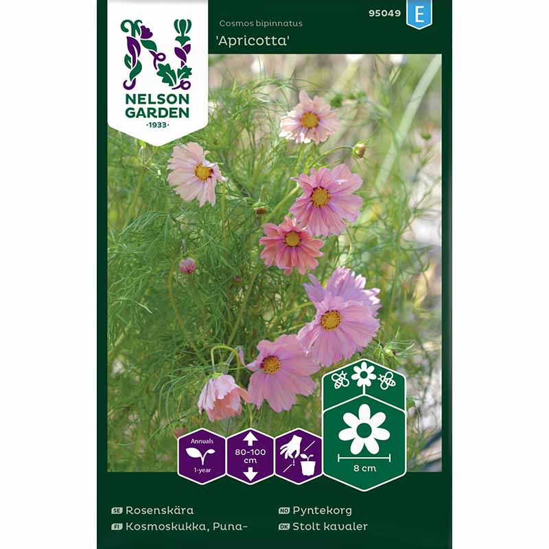 Smykkekosmos 'Apricotta'