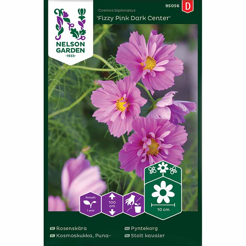 Stolt Kavaler 'Fizzy Pink Dark Center'