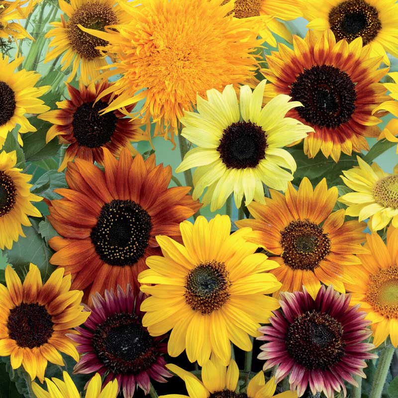 Solsikke 'Wilde mixture'