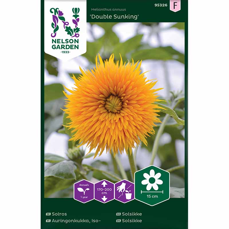 Solsikke 'Double Sunking'