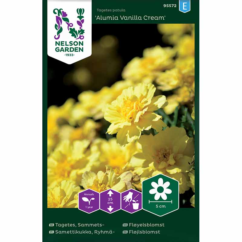 Fløjlsblomst 'Alumia Vanilla Cream'