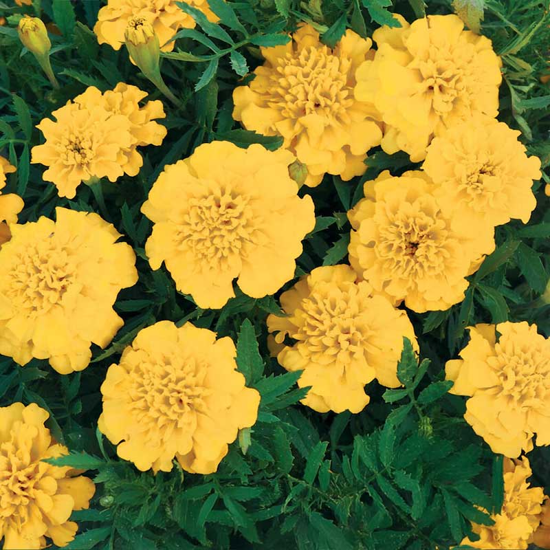 Afrikansk tagetes 'Inca Gold' F1