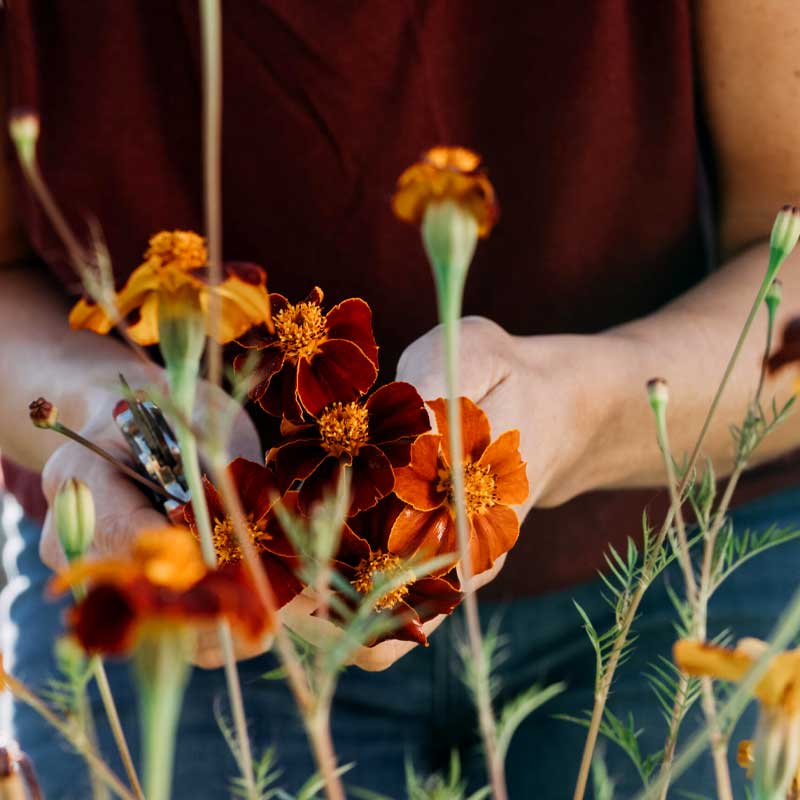 Linnéfløjlsblomst 'Burning Embers'