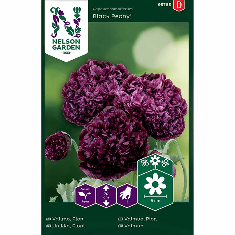 Pæonvalmue 'Black Peony'