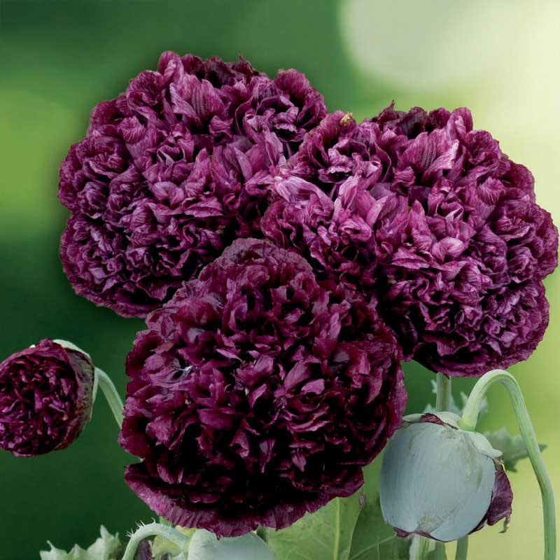 Pæonvalmue 'Black Peony'