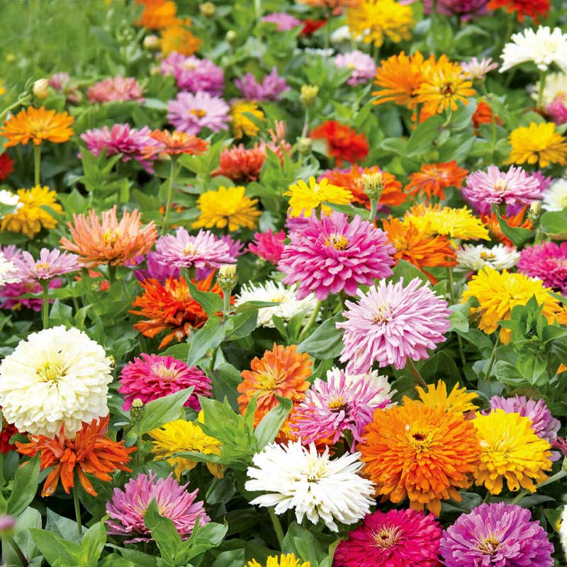 Zinnia 'Takii´s Choice'