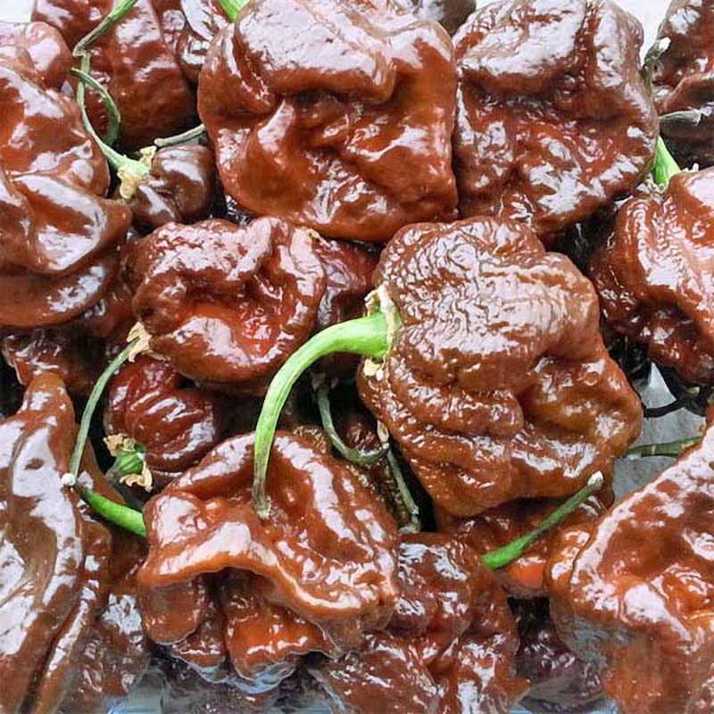 Chili 'Trinidad Scorpion Moruga Chocolate'