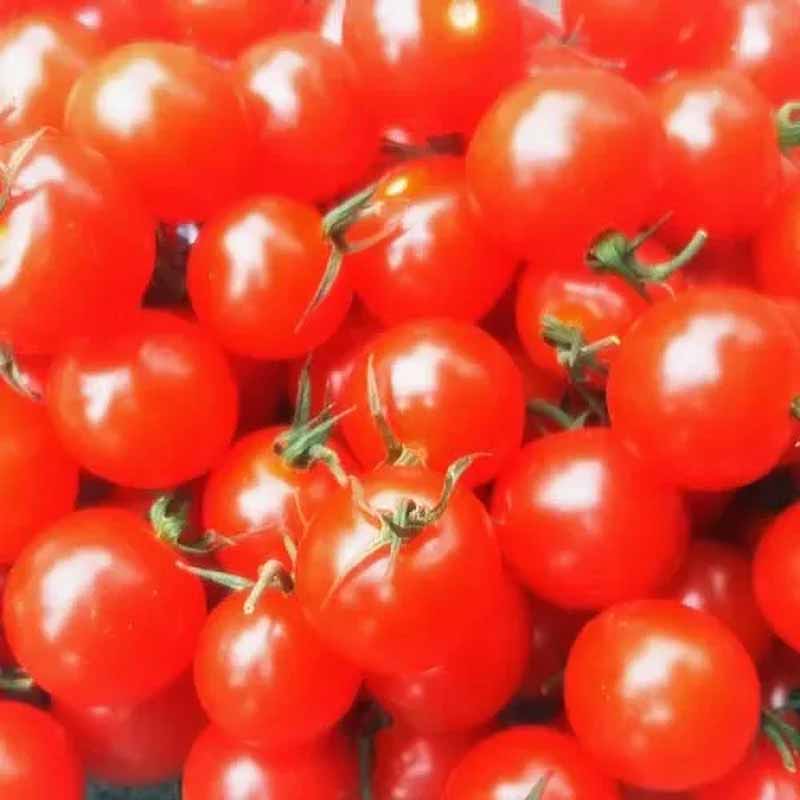 Tomat 'Mexican Honey'