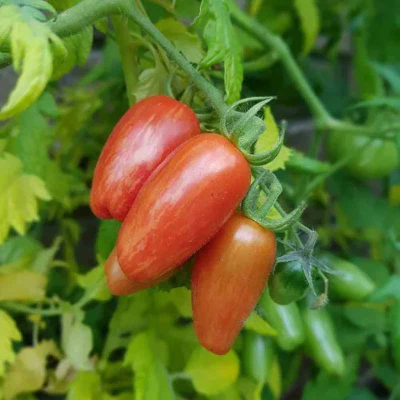 Tomat 'Sweet Casady'