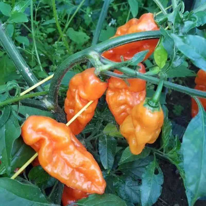Chili 'Carbonero'