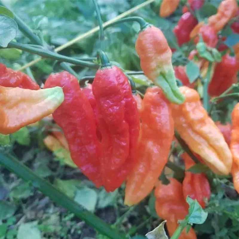 Chili 'Naga dorset red'