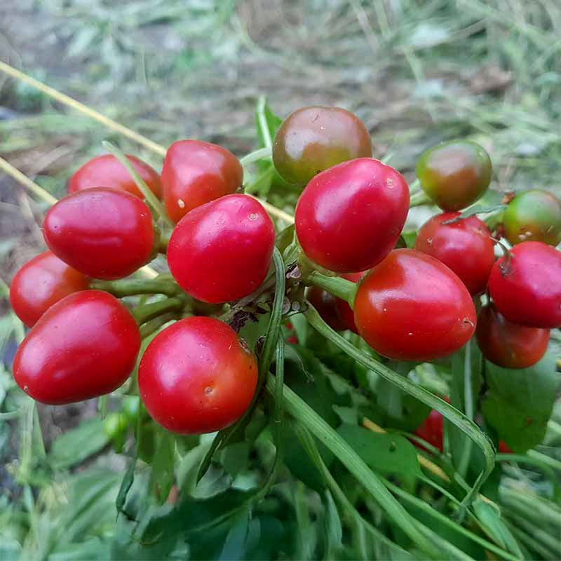 Chili 'Fireball'