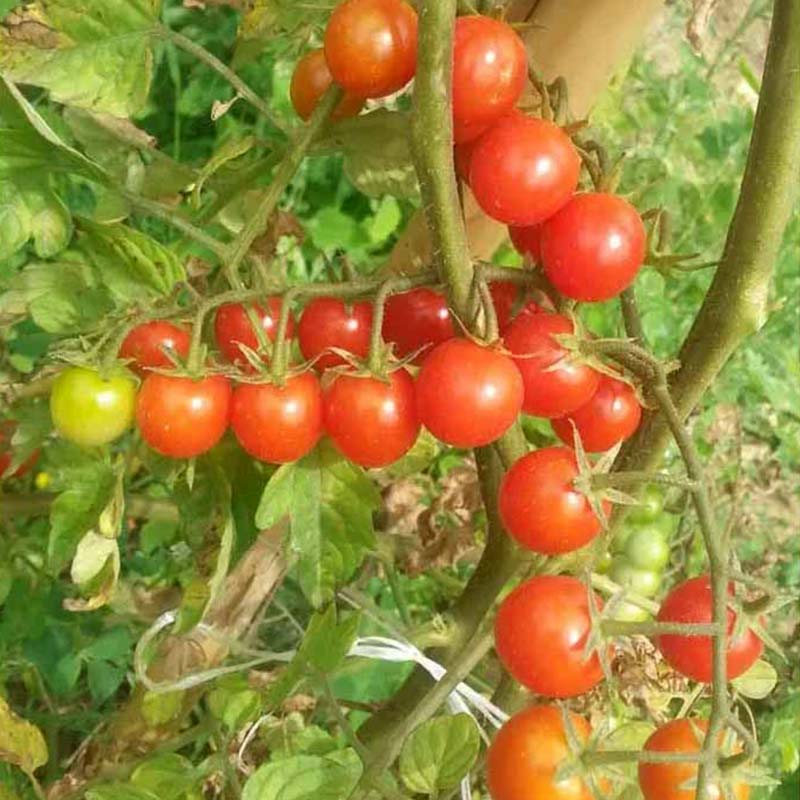 Tomat 'Schlossgarten Cherry'