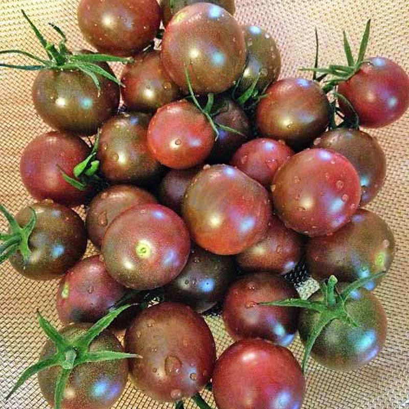 Tomat 'Chocolate Cherry'