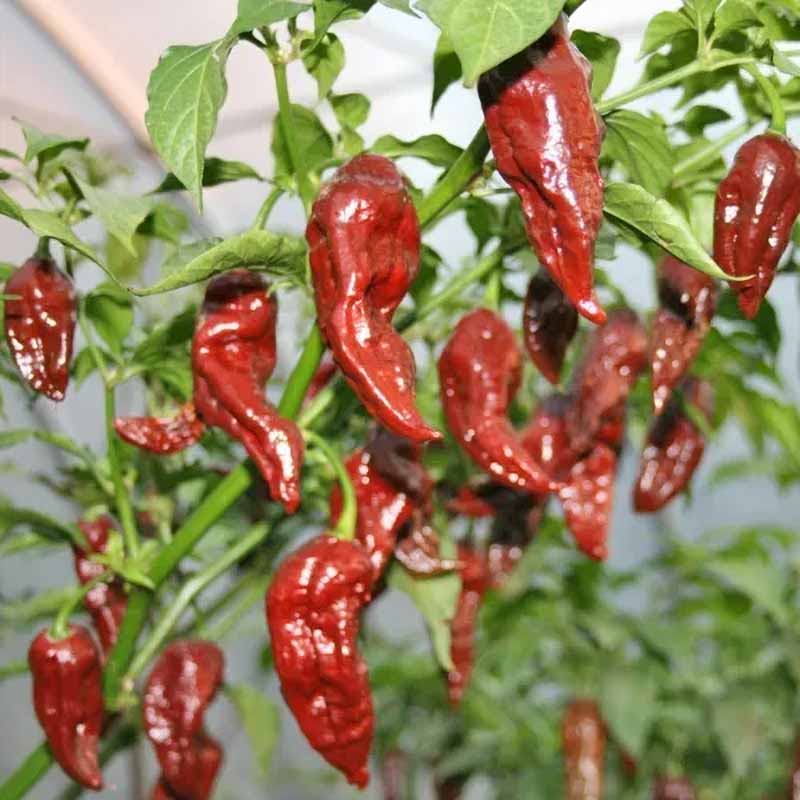 Chili 'Bih Jolokia Brown'